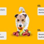 Can Dog Eat Apple? Surprising Health Benefits & Risks Revealed